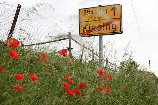 Mohn