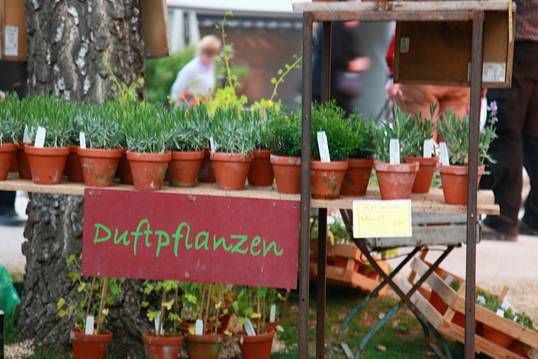 2010-4-garten17.JPG